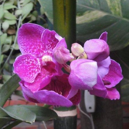 Big Lyna Villa Sziemreap Kültér fotó