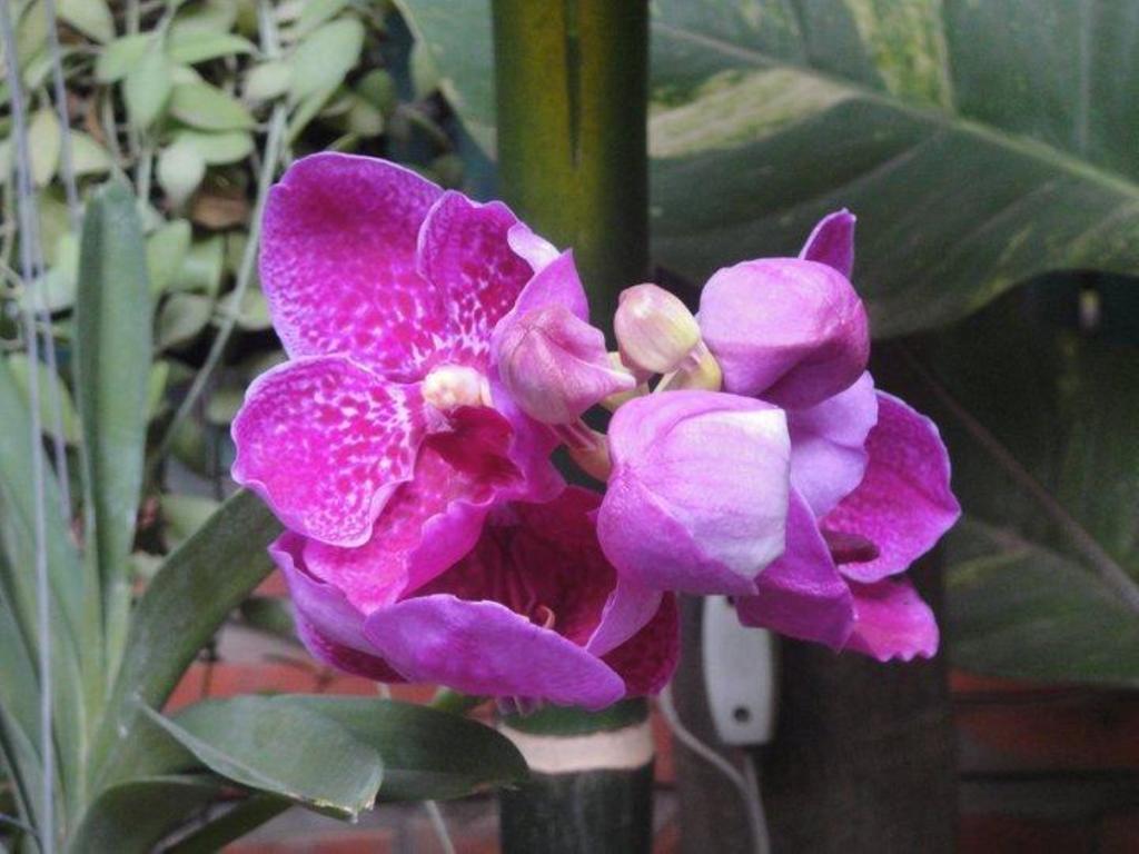 Big Lyna Villa Sziemreap Kültér fotó
